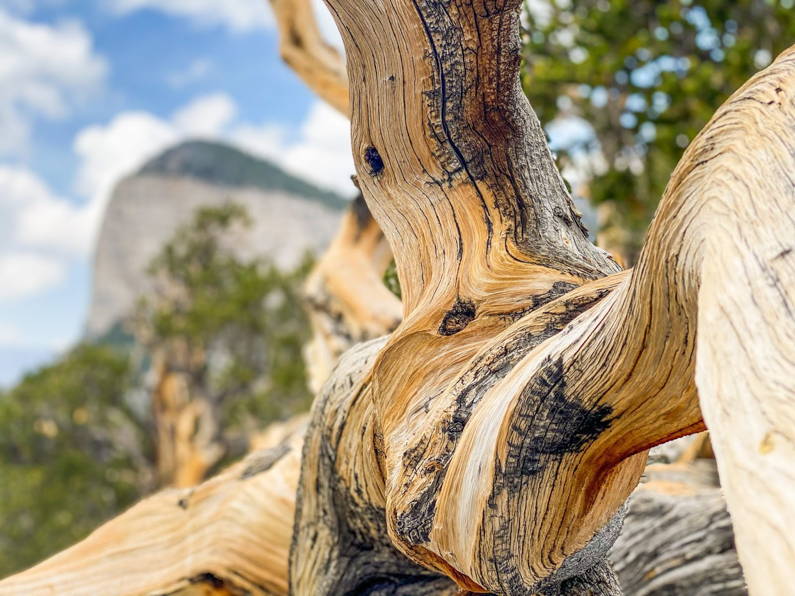 Up close photo of tree trunk