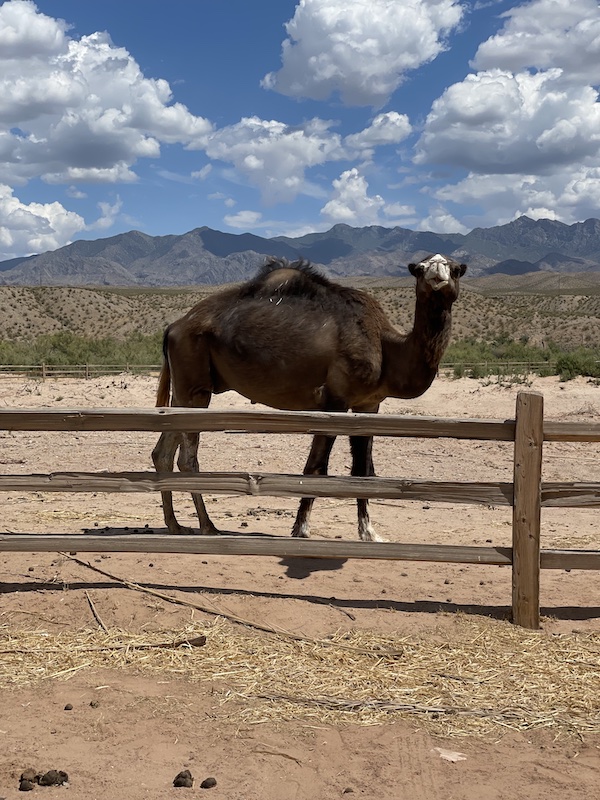 brown camel behind a fence in mesquite, nevada