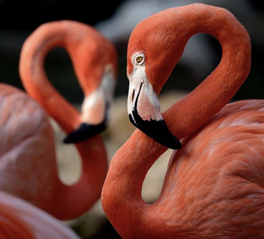 two pink flamingos