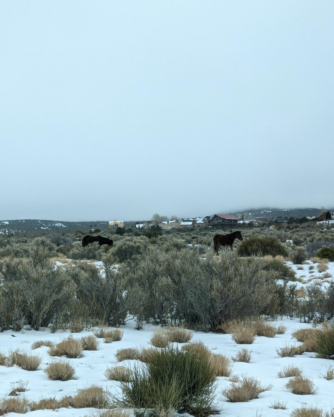 Wild horses in Cold Creek Nevada