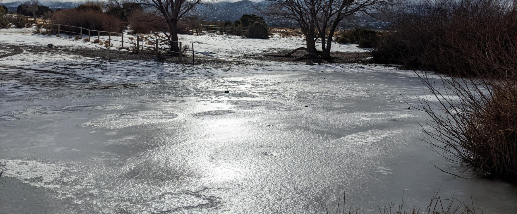Iced over pond with sunshine bouncing off and bare trees in the background and brush off to the sides