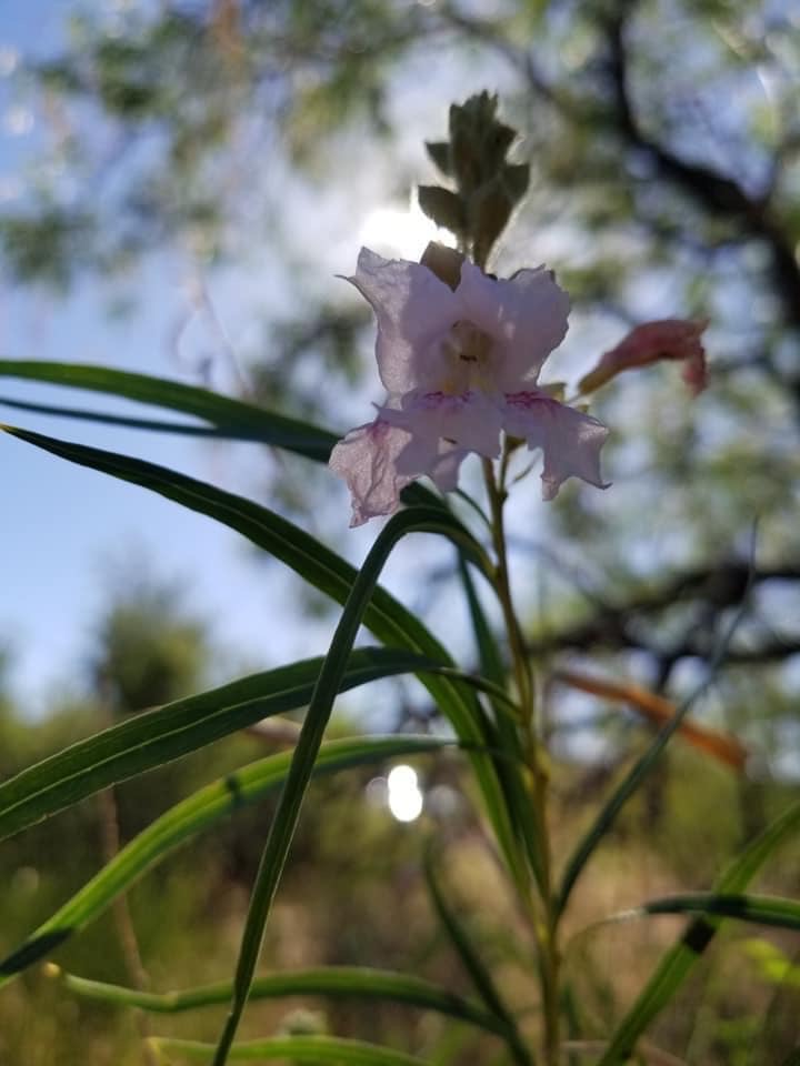 Blue sky peeking through an up close shot of a pink flower with green trees framing around and the sun peeking out at First Creek