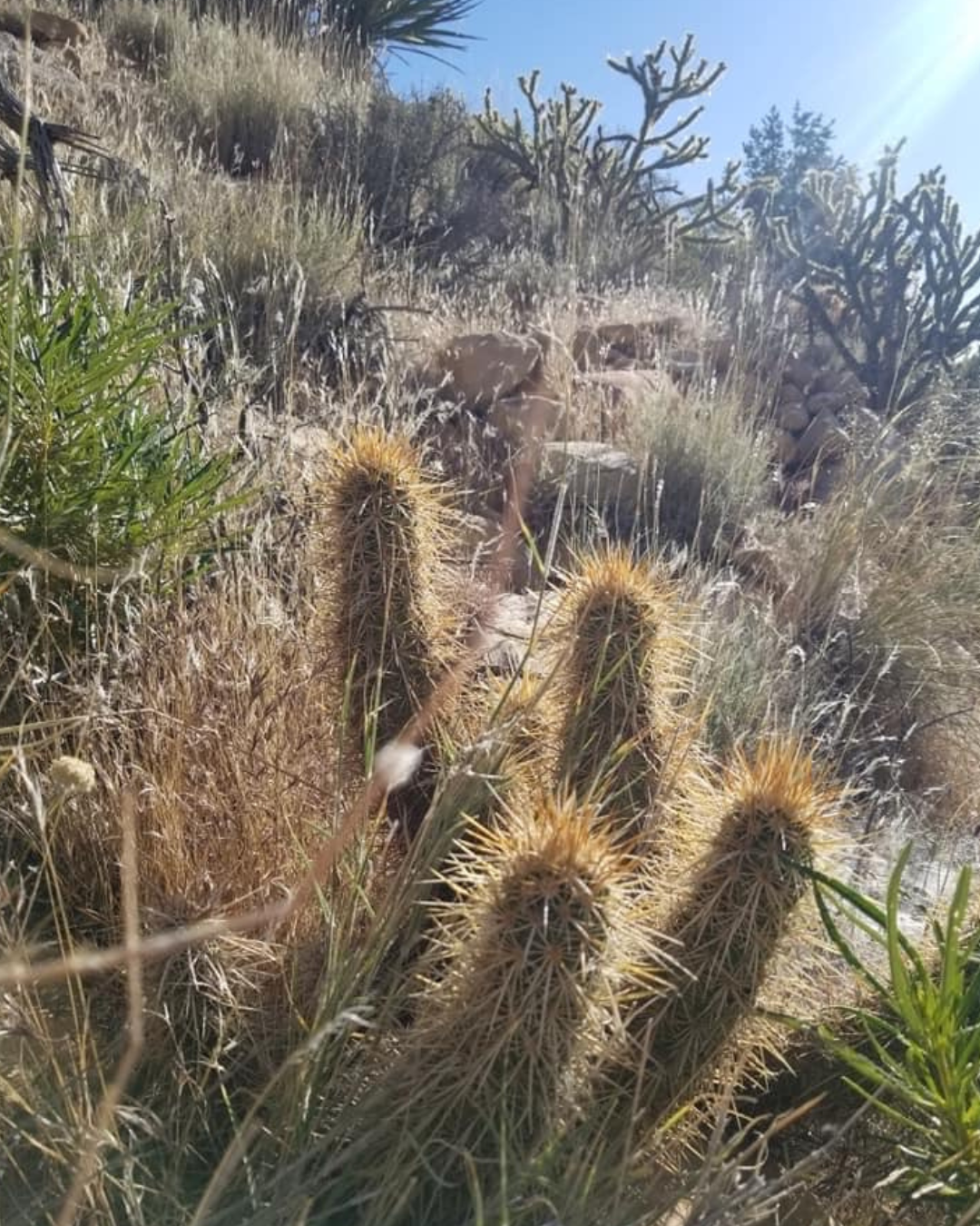 LVT Blog - First Creek-4