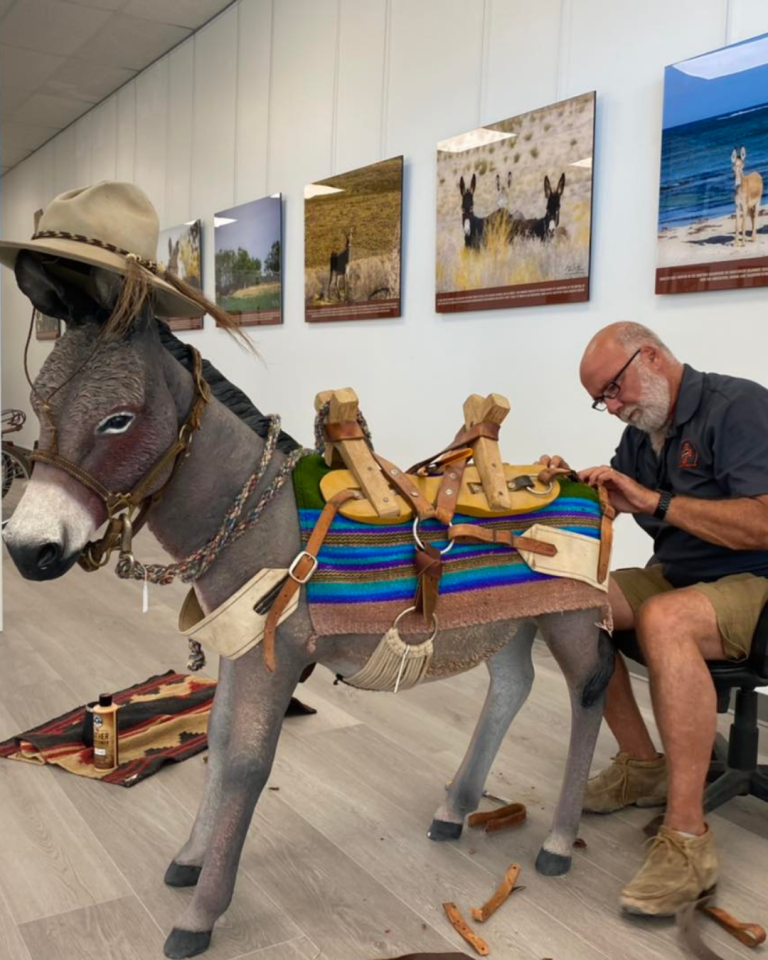 A man is fixing a harness to a lifesize donkey that will be on display.