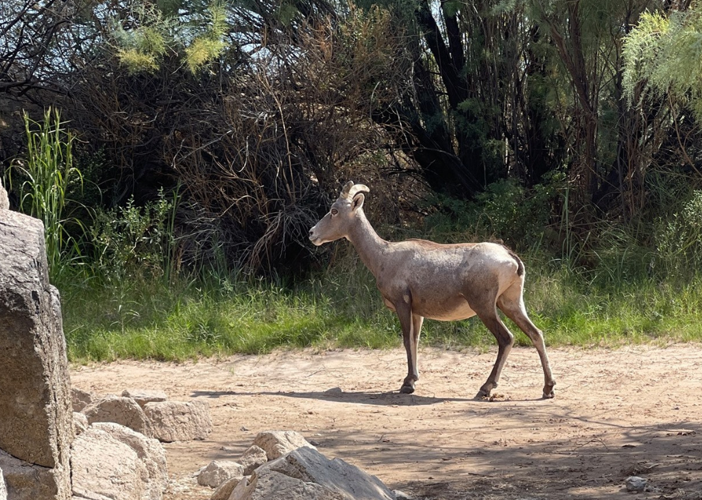 Bighorn sheep email walking across desert brush on an Evolution Expedtions tour