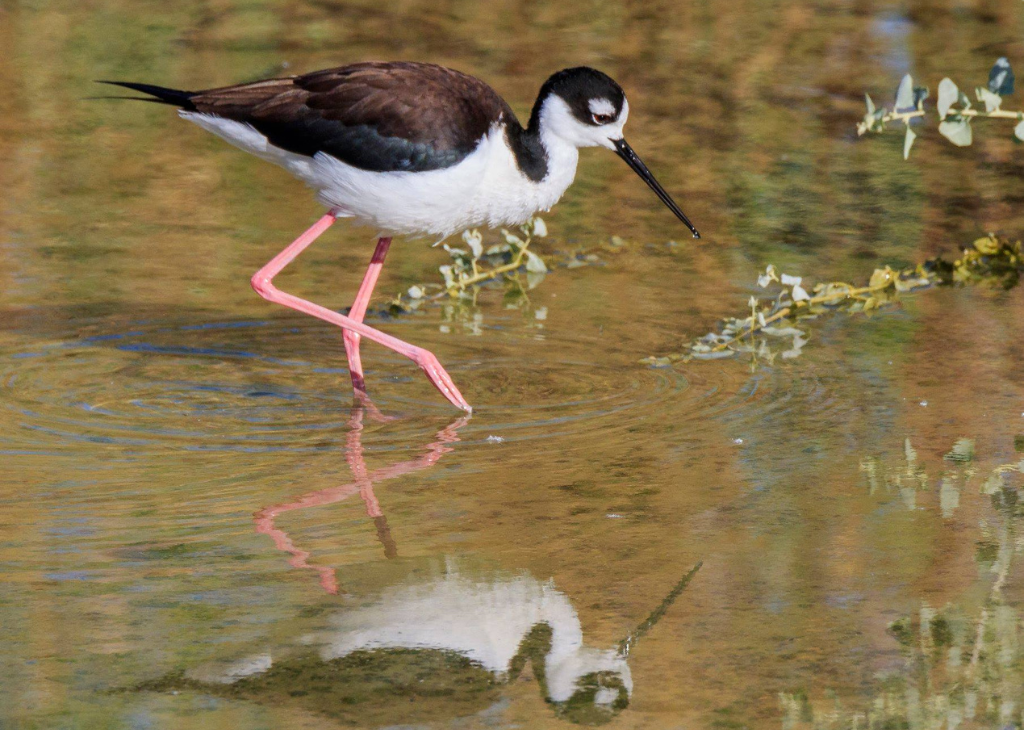 Black-necked Stilt in water and the reflection is showing