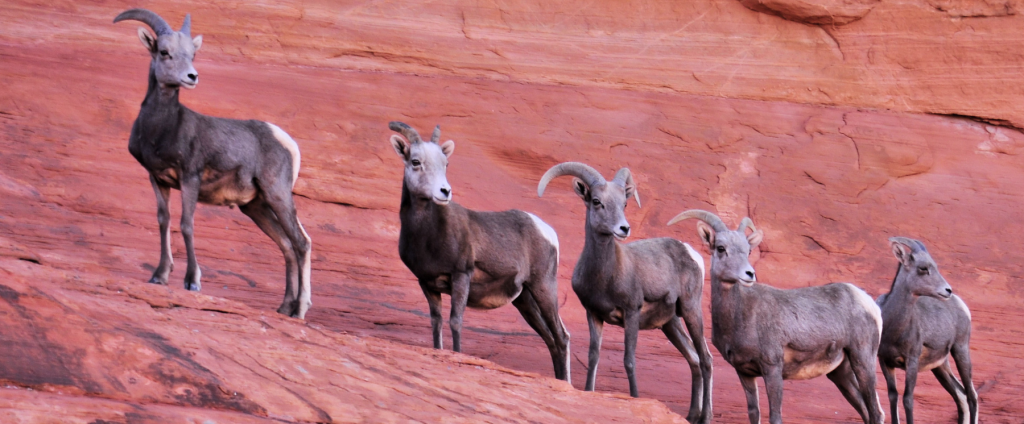 five bighorn on a red mountain