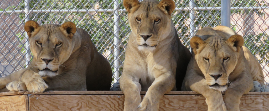 Three lions lounging at the Lion Habitat Ranch