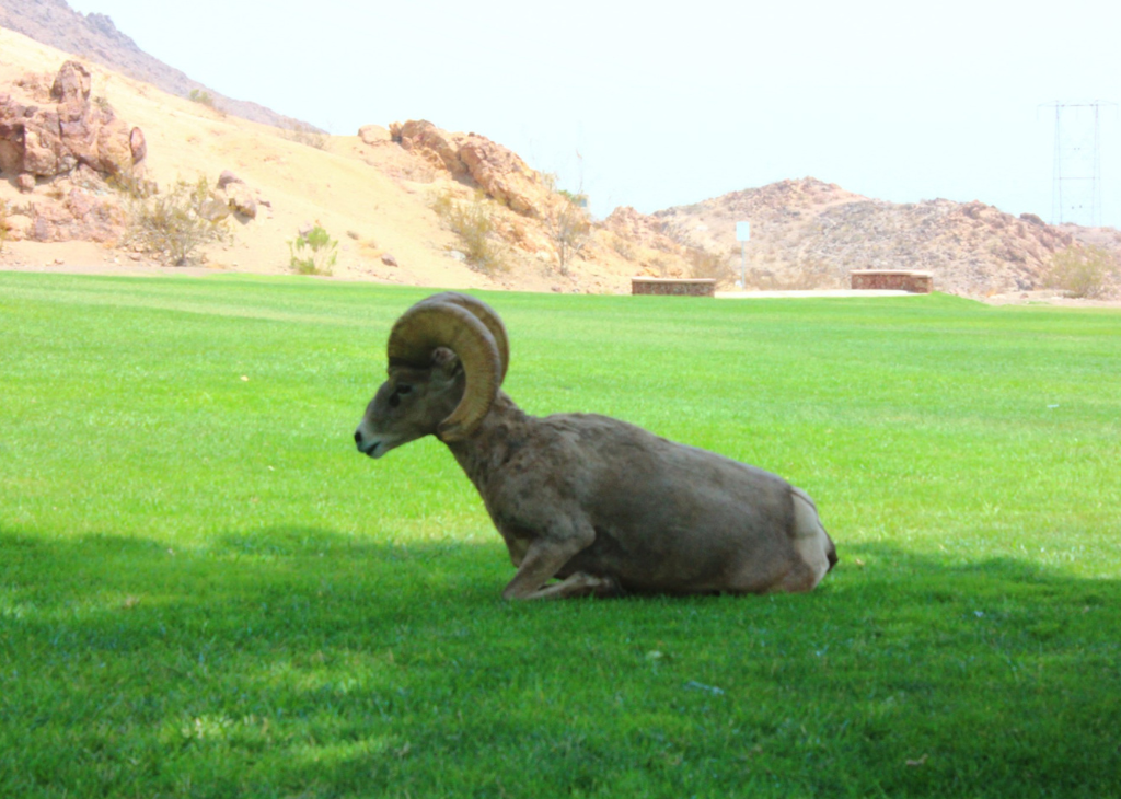 A bighorn sheep relaxes the grass at Hemingway Park in Boulder City