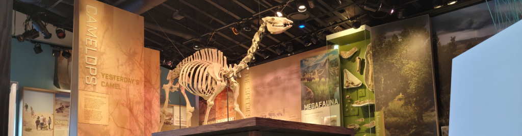 A skeleton of a camelops inside Ice Age Fossils State Park in Las Vegas. The earliest known North American camel genus was Protylopus and was the size of a rabbit. That prehistoric camel evolved into the Camelops – the last species of the large North American camel.