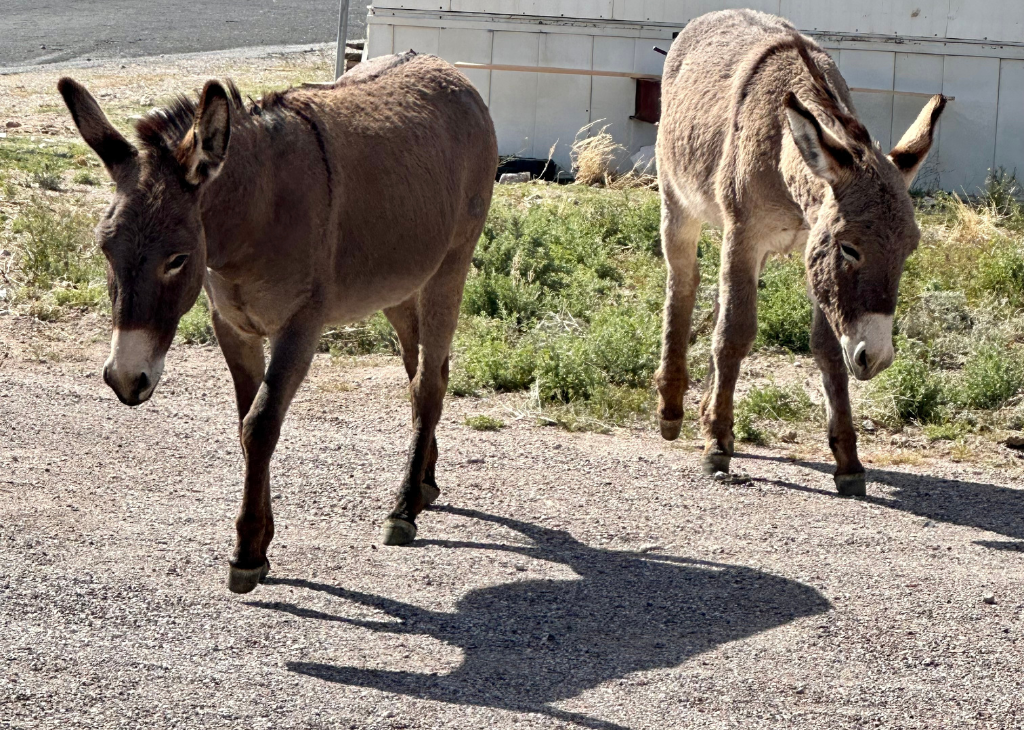 Two burros walking along side of the road in Beatty Nevada getting ready to cross the road. Photo is zoomed in but was taken from the truck.