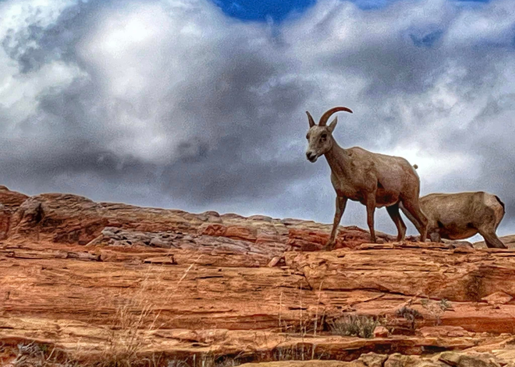 Two ram goats standing on a cliff's edge, overlooking the landscape in Las Vegas Territory.