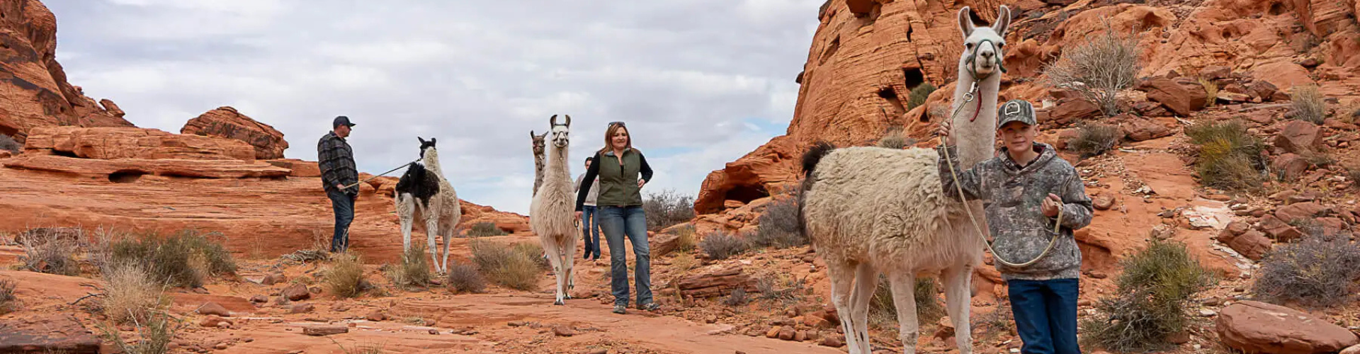 hike with a llama at Valley of Fire State Park.