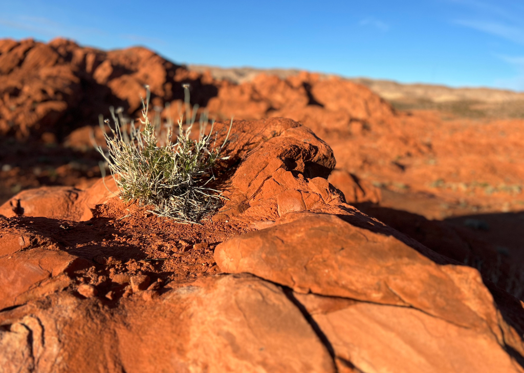 Blue sky with orang firey looking rocks and a desert flower blooming out. Taken at Valley of Fire.