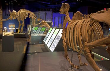 Nevada State Museum, Las Vegas